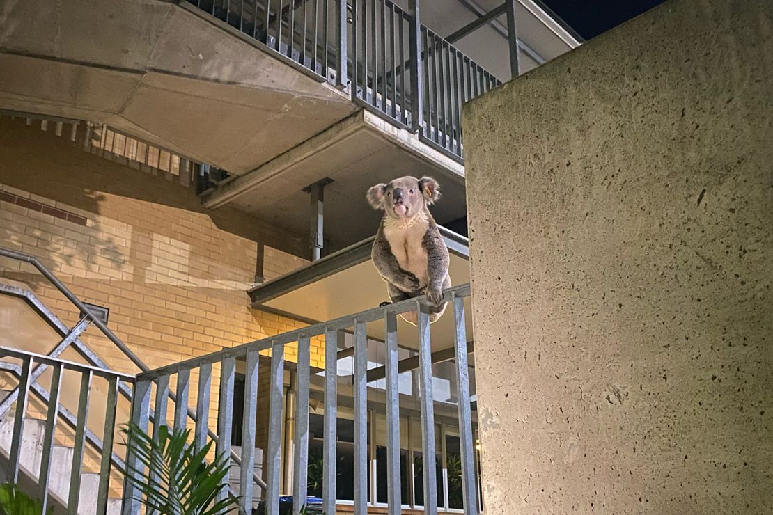 Walter found a perch in a school after wandering across a road on September 4, 2024.